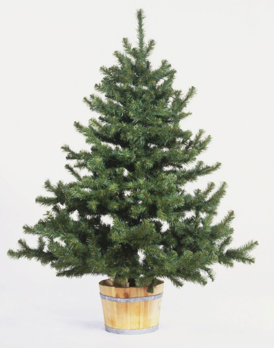 gallery of living christmas tree rental fabulous homes gallery of living christmas tree rental fabulous homes
